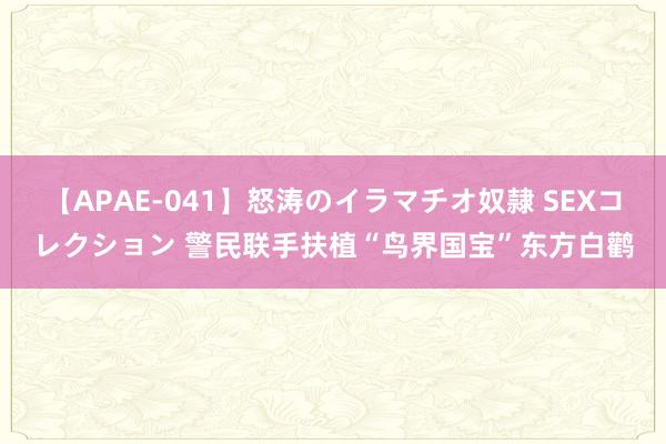 【APAE-041】怒涛のイラマチオ奴隷 SEXコレクション 警民联手扶植“鸟界国宝”东方白鹳